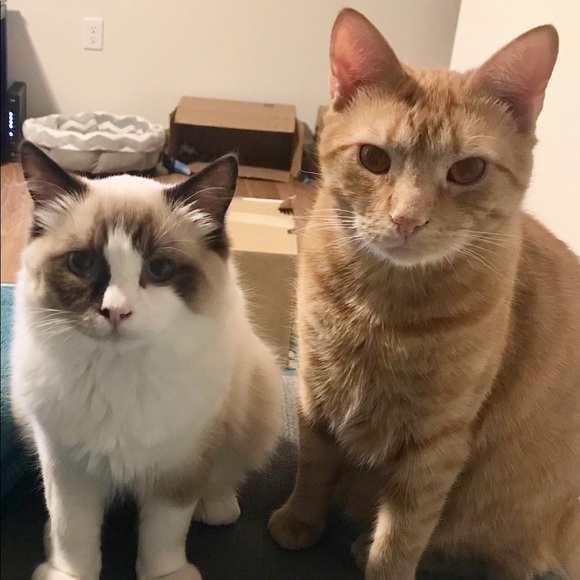 Meet your Posher, Kathleen - Picture 2 of 6